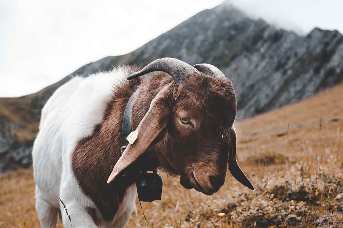What Is Cashmere Made Of What is cashmere made of