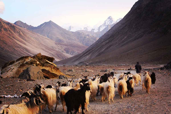 Where can cashmere goats be found?