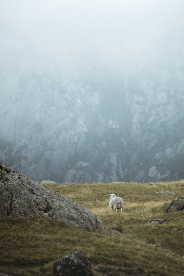 Demystifying Cashmere: Separating Fact from Fiction