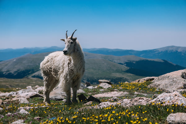 Can all the goat’s hair be used to make cashmere?